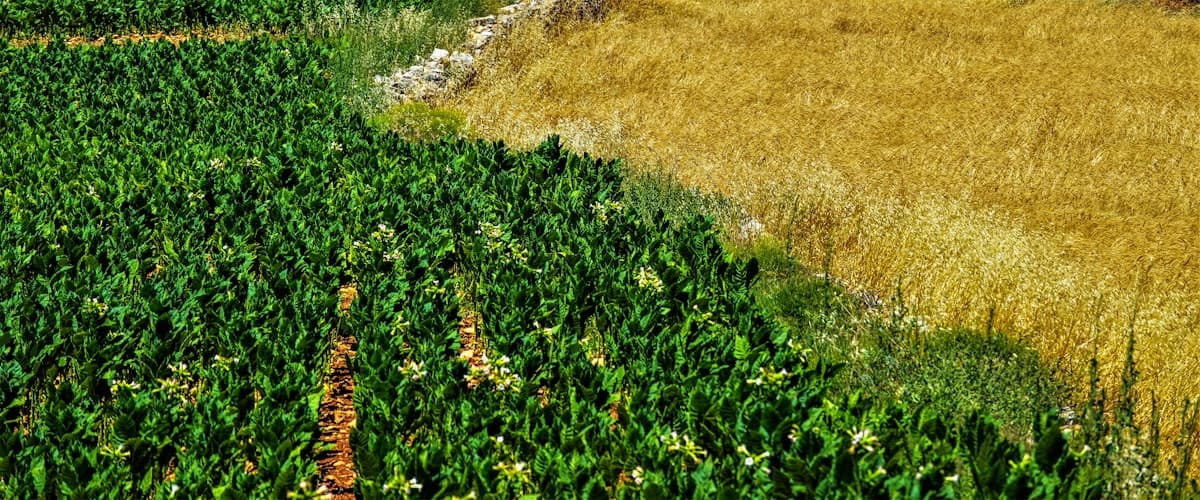 Máquina agrícola no campo